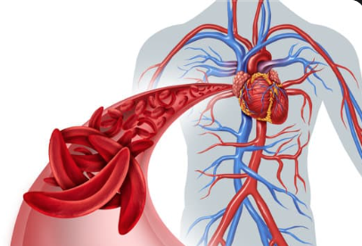 Circulatory System