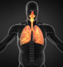 Respiratory System