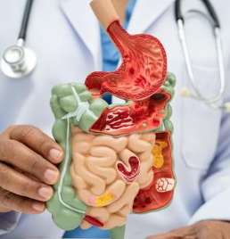 Digestive System