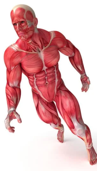 Muscular System
