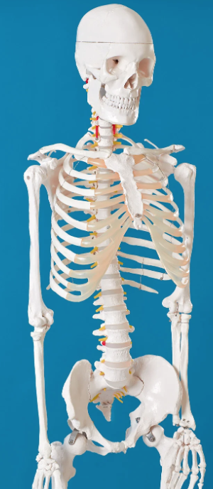 Skeletal System